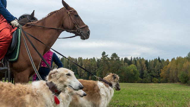 Beautiful russian borzoi or greyhound dogs with horse. Close-up view of dogs and hotse heads. Animal concept.