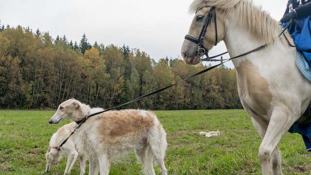 Beautiful russian borzoi or greyhound dogs with horse. Close-up view of dogs and hotse heads. Animal concept.