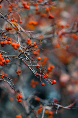 red autumn berries