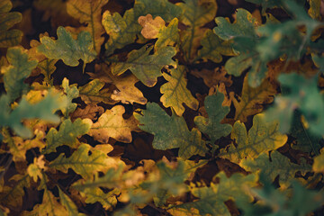 Close-up of autumn oak leaves as a background.