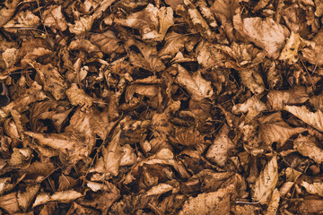 Close-up of dim autumn leaves as a background.