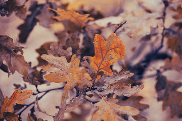 Close-up frozen autumn oak leaves.