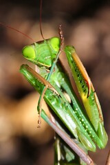 green praying mantis