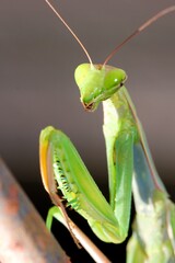 green praying mantis