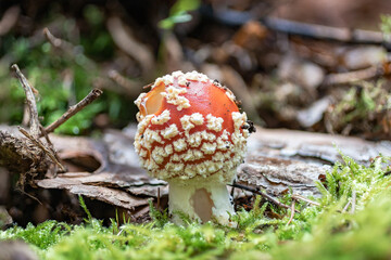 Fliegenpilz mit geschlossener Kappe