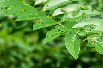 Indigo plant (Indigofera tinctoria), high nutritional green plants that are used as alternative fodder