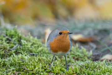 Garden Birds. Robin Erithacus rubecula in the wild