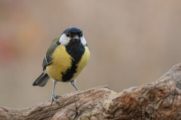 Naklejka premium Great tit Parus major in the wild