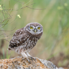 Obraz premium Owlet Little owl in natural habitat Athene noctua. Close up