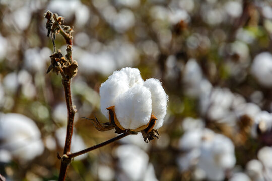 Cotton. Cotton field. Fibers covering cotton seeds. Gossypium herbaceum