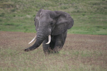 Fototapeta na wymiar Closeup portrait of a wild elephant (Loxodonta africana) in Ngorongoro Crater Tanzania