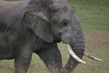 Obraz premium Closeup side on portrait of a wild elephant (Loxodonta africana) in Ngorongoro Crater Tanzania