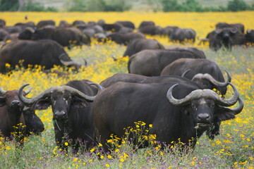 Closeup of a wild herd of African buffalo (Syncerus caffer) looking at camera while grazing inside Ngorongoro Crater, Tanzania