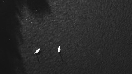 Two romantic swans swimming on lake, black and white background concept