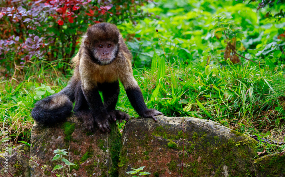 Poster Closeup shot of a monkey