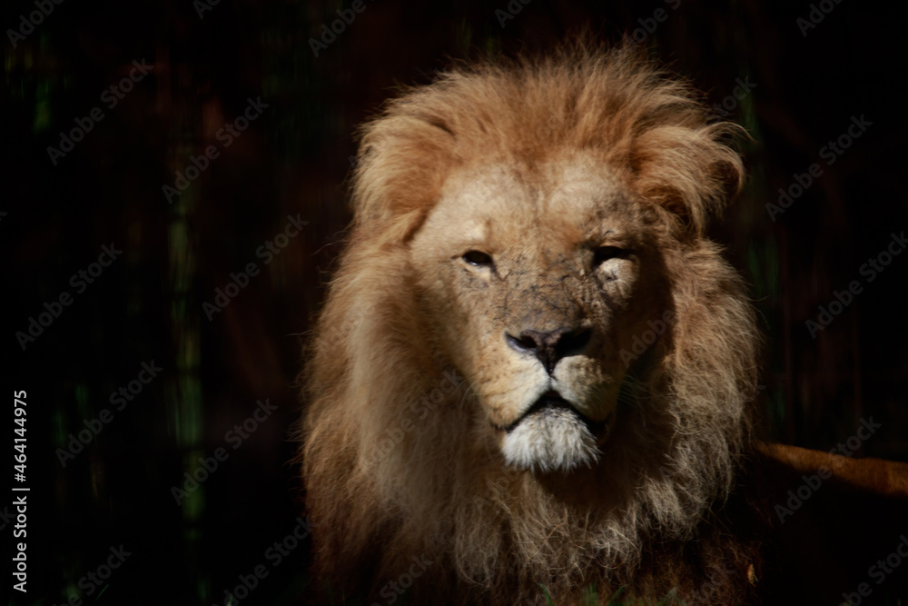 Poster closeup shot of a lion