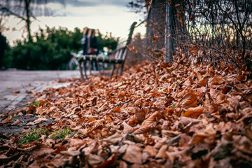 Fototapeta na wymiar autumn leaves on the ground