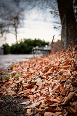 Fallen leaves during autumn.