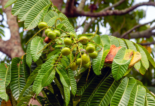 Matoa fruits (Pometia pinnata) hanging on the tree, native fruit from Papua, Indonesia