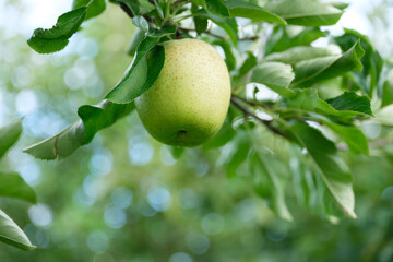青リンゴ（品種は王林）日本の風景