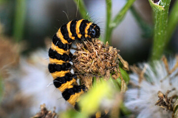 Cinnabar Moth Caterpillar (Arctiids) ferociously feeding on Common Ragwort, Renishaw, North East Derbyshire