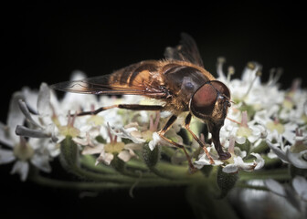 A hoverfly feeds on poison hemlock, North East Derbyshire