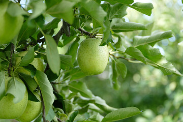 青リンゴが実る日本の風景