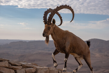 Male Nubian ibex standing on the edge of the world's largest erosion crater, known as the Makhtesh Ramon, in the settlement Mitzpe Ramon, Negev Desert, Israel. - obrazy, fototapety, plakaty