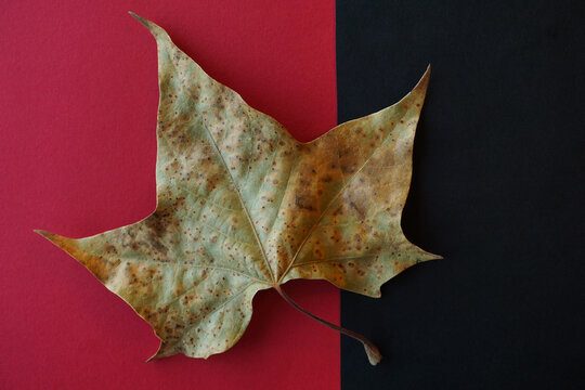 Elegant autumn maple leaf, a popular fall season symbol, on bold black and red background.