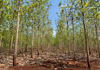 Young teak forest plantation in Gunung Kidul, Yogyakarta, Indonesia
