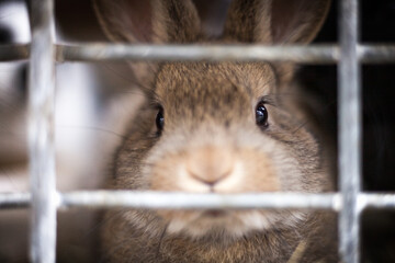 Kaninchen im Stall