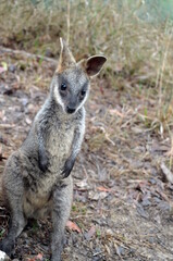 Playful Wallaby 
