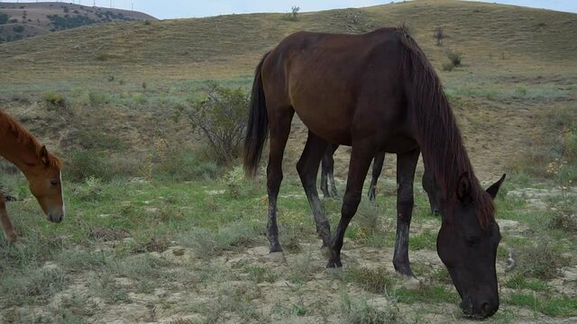 Horses roam the pasture horse wildlife farm, uav otion equestrian dust racecourse. Rider from lifestyle, graze quadcopter hoof white farmhouse gallop