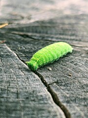Bright Green Caterpillar Crawling on a Log