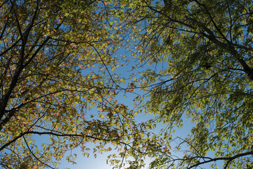 autumn branches against blue sky