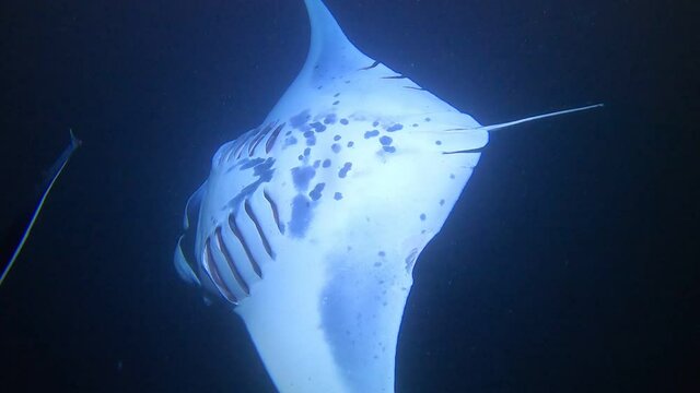 Swimming/Diving with Wild Manta Rays in the night, Hawaii, Big island