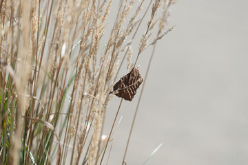 dried brown leaf caught in grass seed stalks