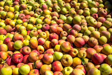A bounty harvest of apples