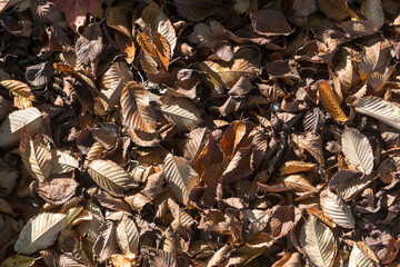 background of brown autumn leaves