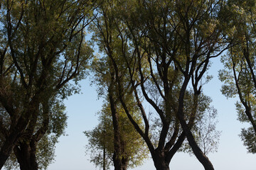 trees and sky