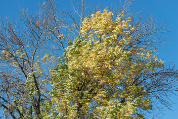 wind blown autumn tree