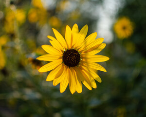 yellow flower in the garden