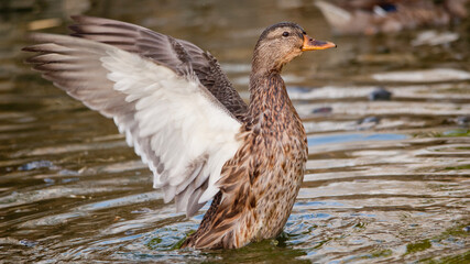 Fototapeta premium Duck Flapping