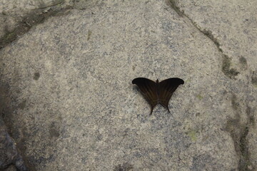 butterfly on the stone