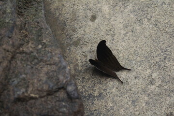 butterfly on stone