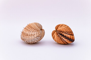 Two clam mollusk shell isolated on white background, rough cockle, Acanthocardia tuberculata, empty shell isolated on white background, common cockle shells, bivalve shell