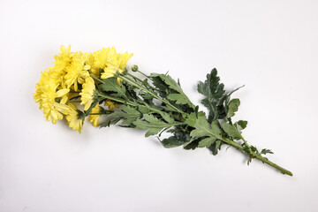 small yellow chrysanthemum mum flower closeup macro on white background