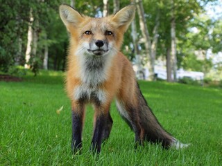 Friendly fox in Prince Edward Island.
PEI, Canada
