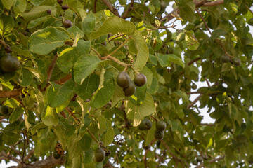 Young pequi fruits in selective focus , Caryocar brasiliense. Green fruits