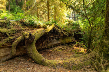 Mossy fallen tree 